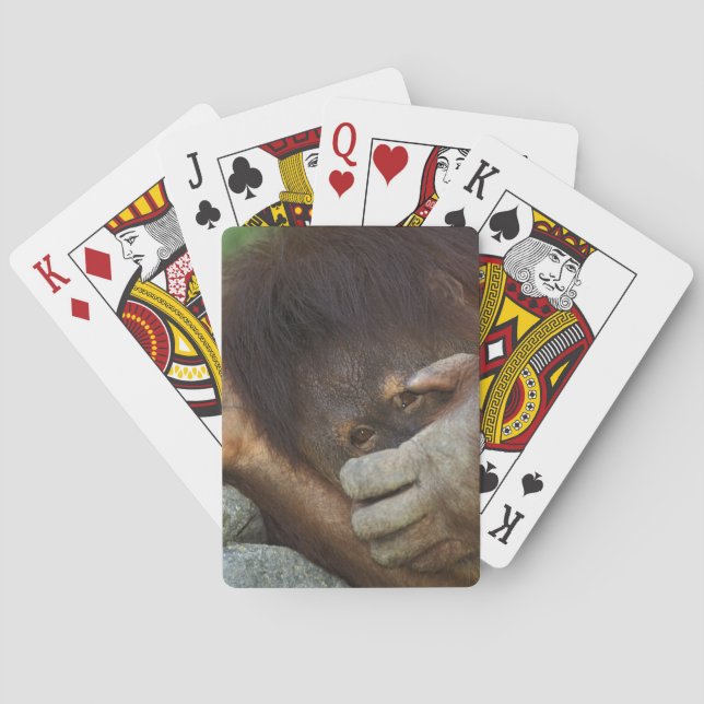 Sumatran Orangutang, Pongo pygmaeus Kortlek (Baksidan)