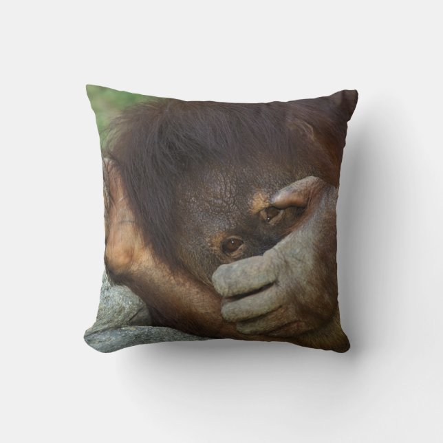 Sumatran orangutang, Pongo pygmaeus Kudde (Framsida)