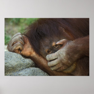 Sumatran Orangutang, Pongo pygmaeus Poster