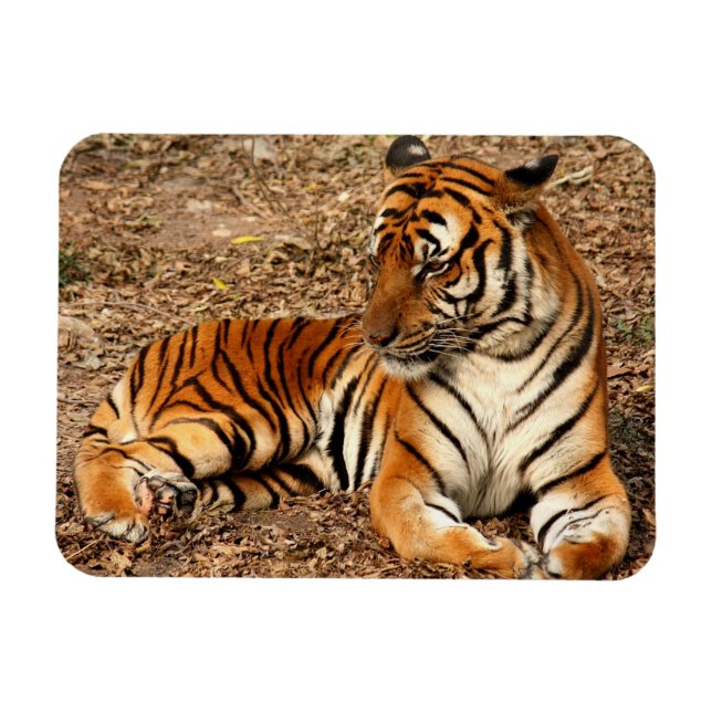 Sumatran Tiger 2 Magnet (Horisontell)
