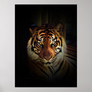 Sumatran Tiger Affisch Print