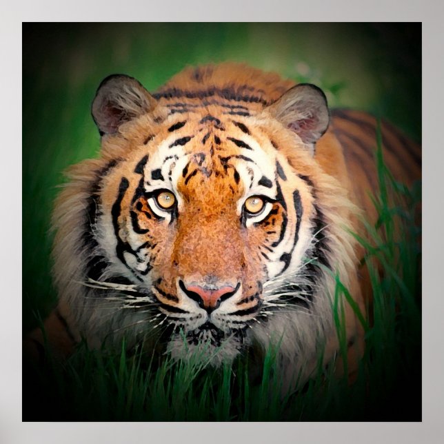 Sumatran Tiger Art Print Poster (Framsidan)