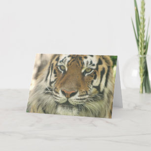 Sumatran Tiger Greeting Cards Kort