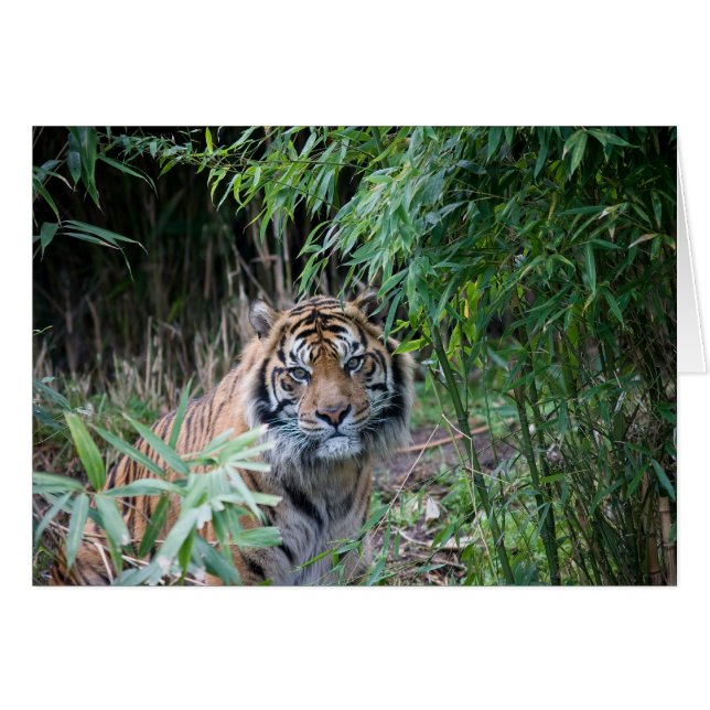 Sumatran tiger hälsningskort (Framsidan Horizontal)