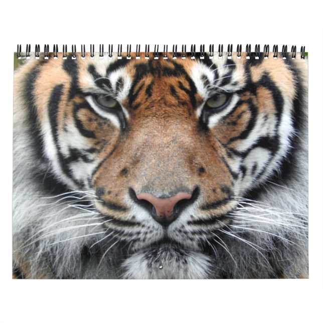 Sumatran tiger kalender (Omslag)
