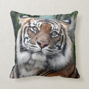 Sumatran tiger kudde