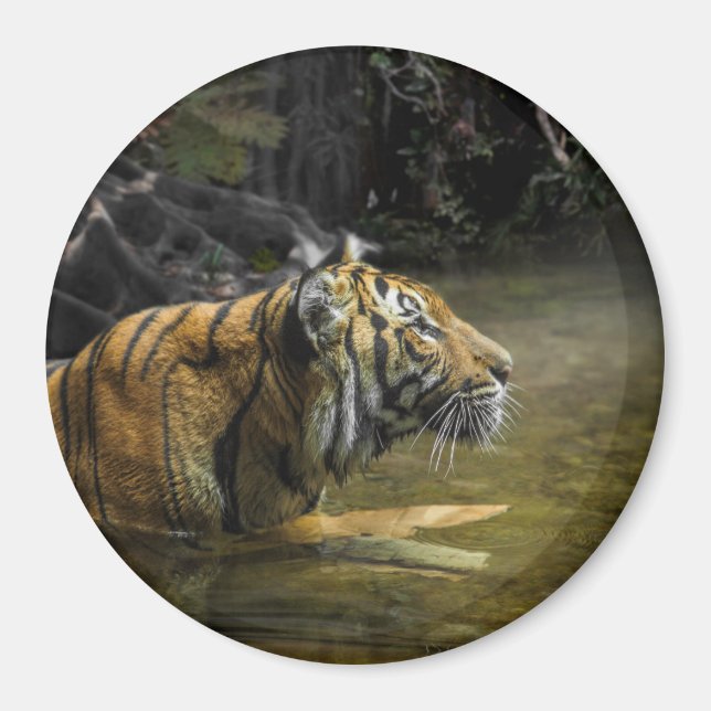 Sumatran Tiger LIGHT OF THE TIGER Magnet (Framsidan)