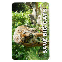 Sumatran Tiger