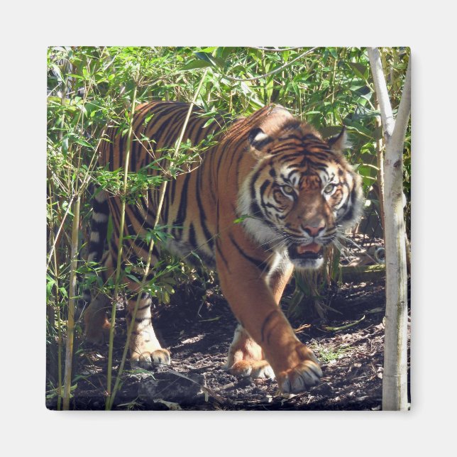 Sumatran Tiger Magnet (Framsidan)