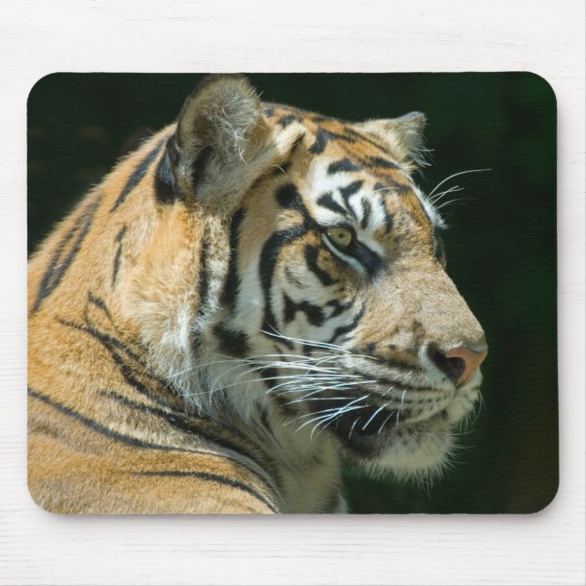 Sumatran tiger Mousepad Musmatta (Framsidan)