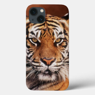 Sumatran tiger, Panthera tigris