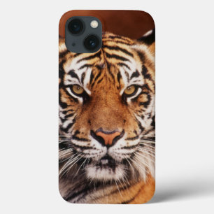 Sumatran tiger, Panthera tigris