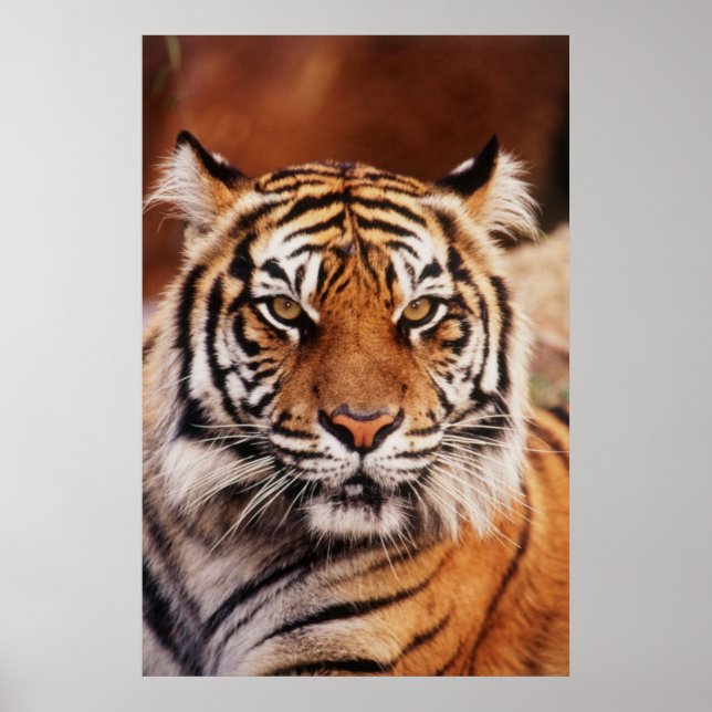 Sumatran Tiger, Panthera tigris Poster (Framsidan)