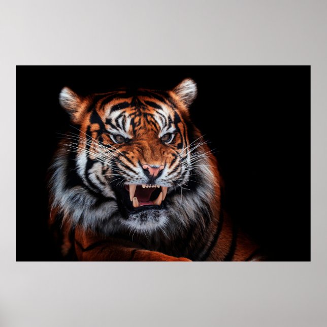 Sumatran tiger (Panthera tigris sumatrae) beautifu Poster (Framsidan)