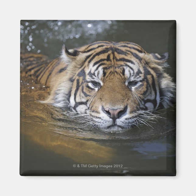 Sumatran tiger, Panthera tigris sumatrae Magnet (Framsidan)