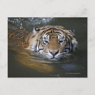 Sumatran tiger, Panthera tigris sumatrae Vykort