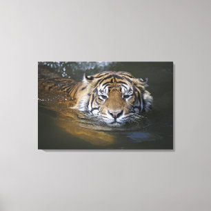 Sumatran tiger, Pantheratigris sumatrae Canvastryck