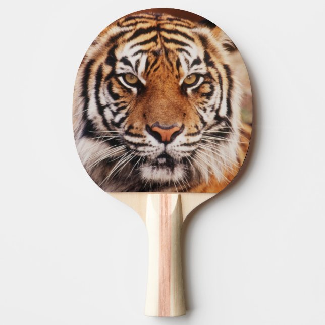 Sumatran Tiger Pingisracket (Framsidan)