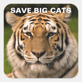 Sumatran Tiger Porträtt Sticker Fyrkantigt Klistermärke