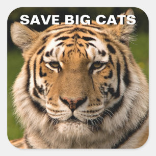 Sumatran Tiger Porträtt Sticker Fyrkantigt Klistermärke