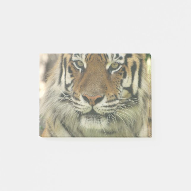 Sumatran tiger post-it block (Framsida)