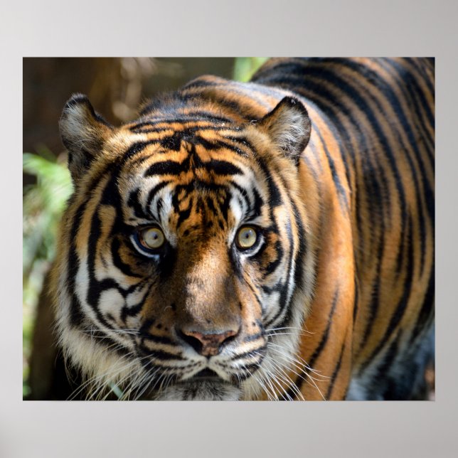 Sumatran Tiger Poster (Framsidan)