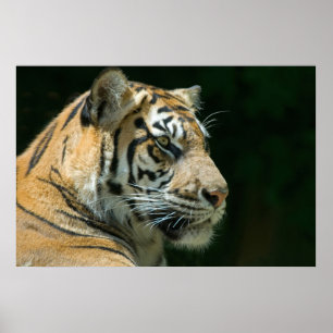 Sumatran tiger poster