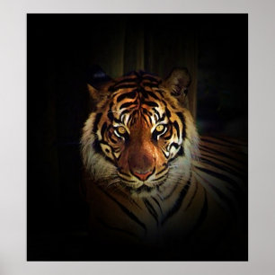 Sumatran Tiger Poster Skriv ut