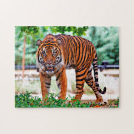 Sumatran tiger. Stora Cats. Pussel
