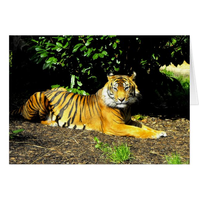 Sumatran tiger stort kattkort hälsningskort (Framsidan Horizontal)