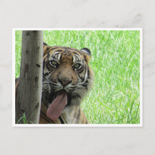 sumatran tiger tunga vykort