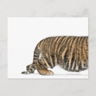 Sumatran Tiger unge 2 Vykort