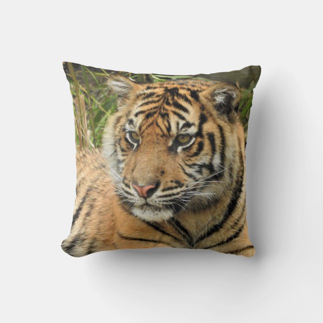 Sumatran Tiger Unge Kudde (Framsida)