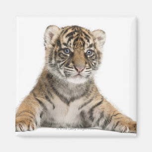 Sumatran Tiger unge Magnet