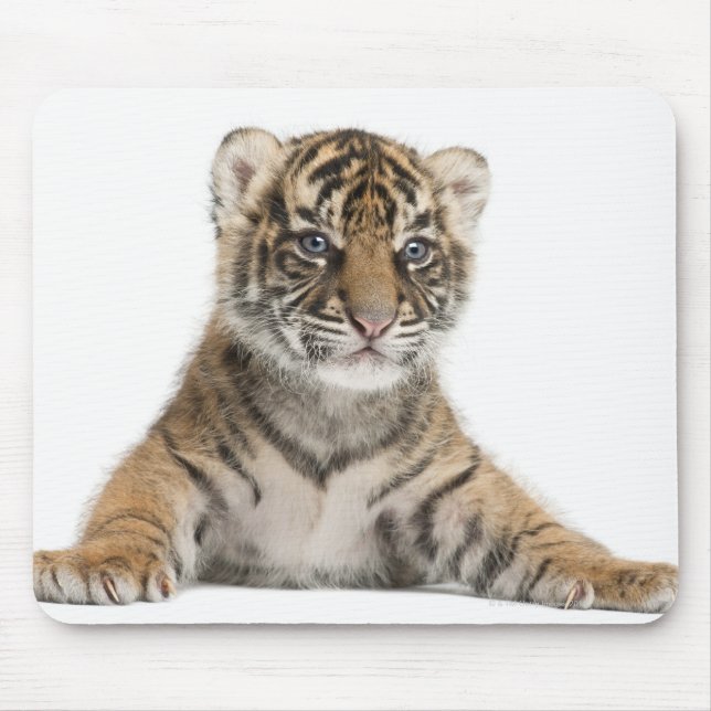 Sumatran Tiger unge Musmatta (Framsidan)
