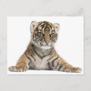 Sumatran Tiger unge - Panthera tigris sumatrae (3 Vykort