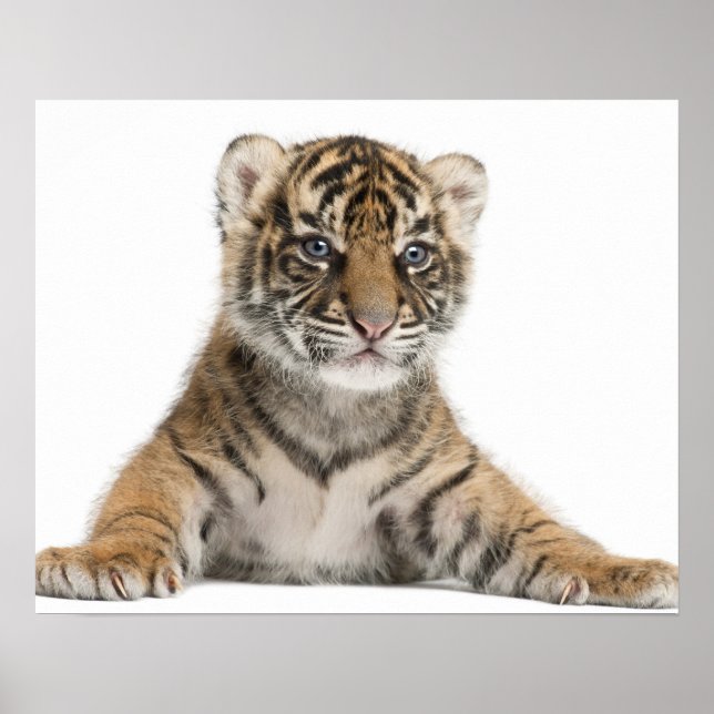 Sumatran Tiger unge Poster (Framsidan)