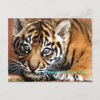 Sumatran Tiger Unge Vykort