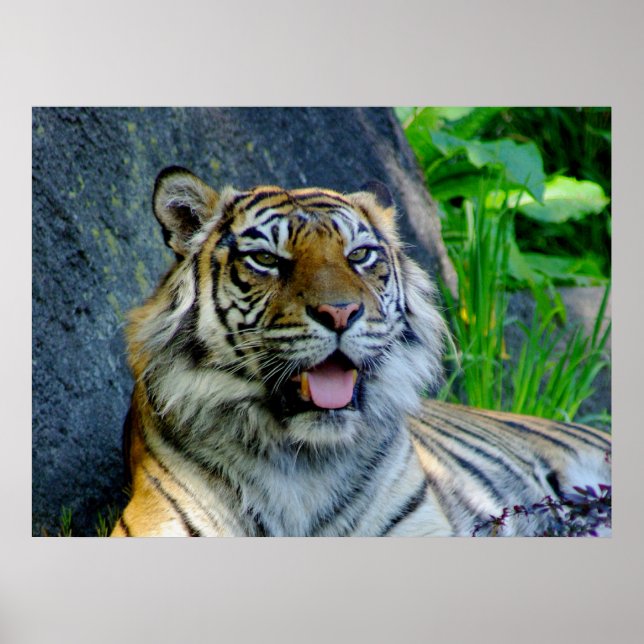 Sumatran Tiger-utskrift Poster (Framsidan)