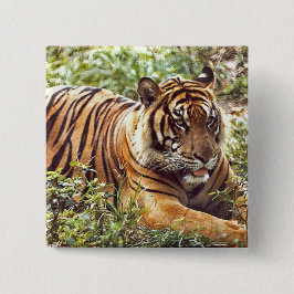 Sumatran Tiger Vild Button Knapp