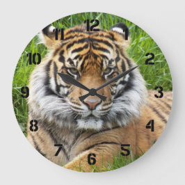 Sumatran Tiger Vilda Djurfoto Stor Klocka