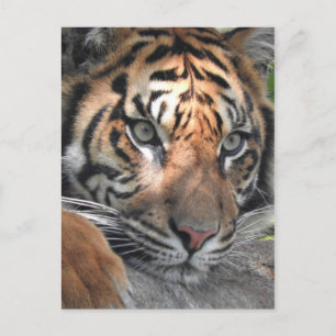 Sumatran Tiger Vykort