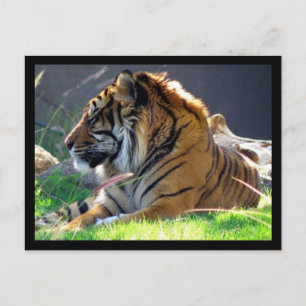 Sumatran Tiger Vykort