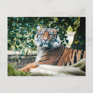 Sumatran Tiger Vykort