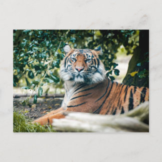 Sumatran Tiger Vykort