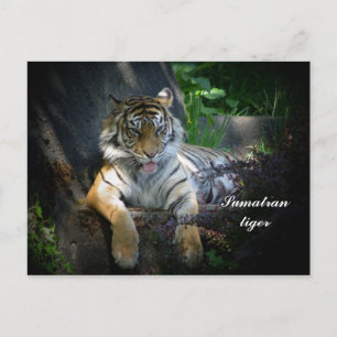 Sumatran tiger vykort