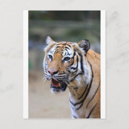 Sumatran Tiger Vykort