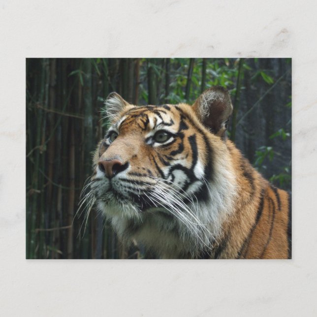 Sumatran Tiger-vykort Vykort (Framsida)