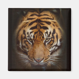 Sumatran Tiger Wildlife Big Cat Älskare Photo Magnet