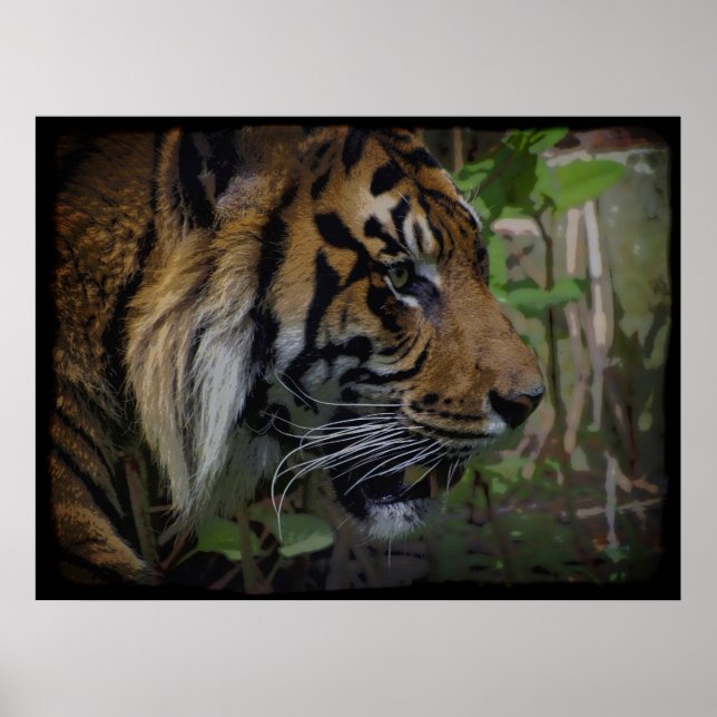 Sumatran Tiger Wildlife Big Cat-Älskare Poster (Framsidan)